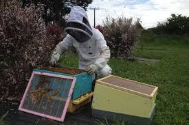 Không những vậy, Manuka có lẽ là loại mật ong duy nhất trên thế giới phải vượt qua những khảo sát trong phòng thí nghiệm trước khi được bày bán trong các cửa hàng, siêu thị.