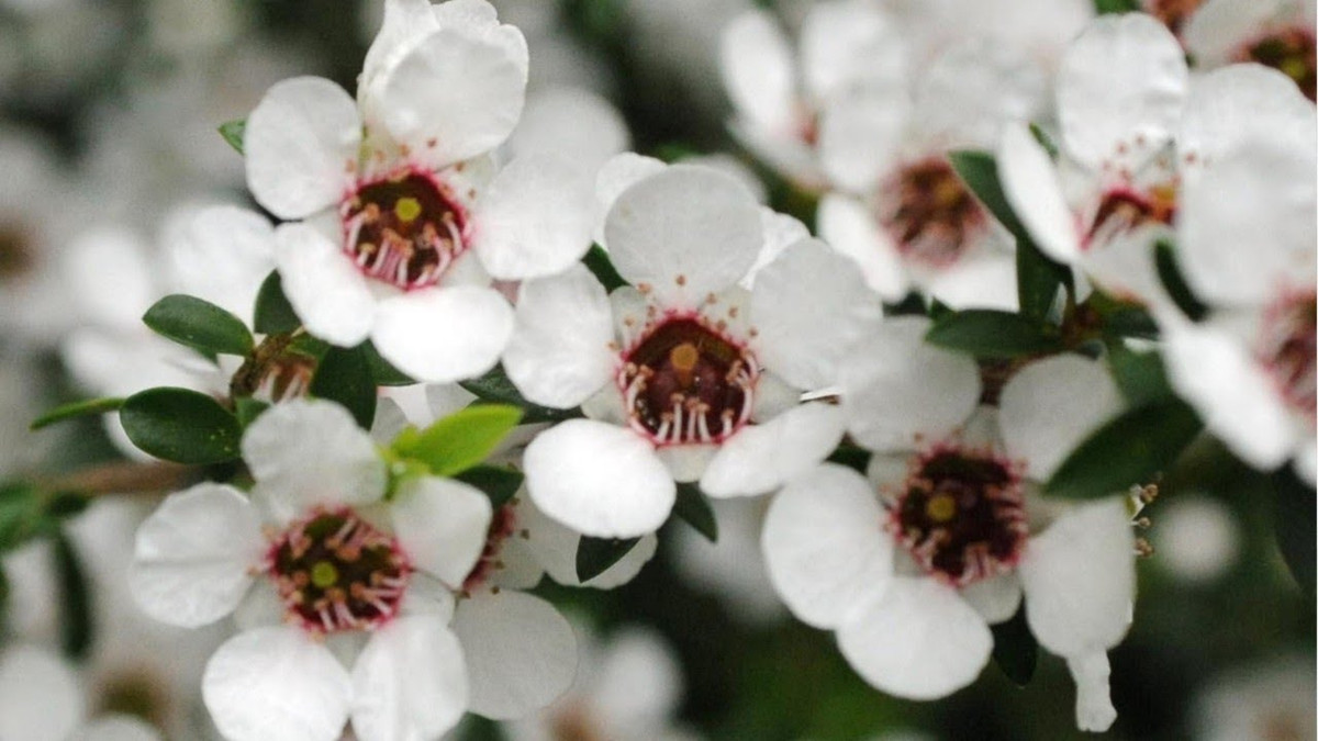 Manuka được loài ong kết tinh từ mật hoa của hoa Leptospermum scoparium - còn được gọi là Manuka, có nguồn gốc duy nhất từ New Zealand.