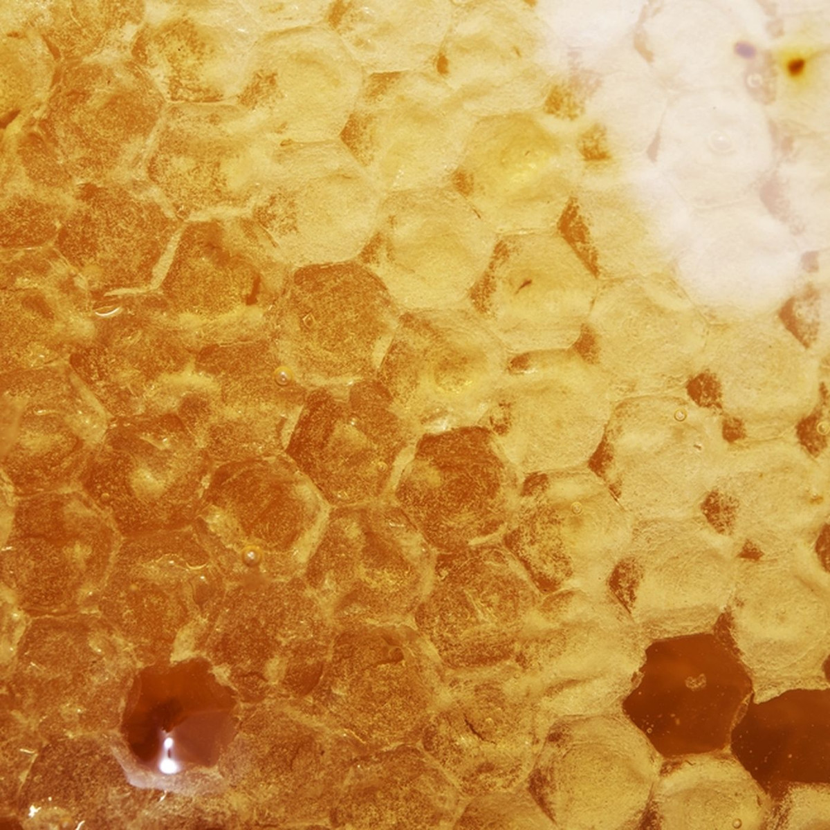 Nguyên nhân là bởi mật ong Manuka chưa đi qua bất cứ quy trình xử lý nào, nên vẫn còn chứa phấn hoa và keo ong.