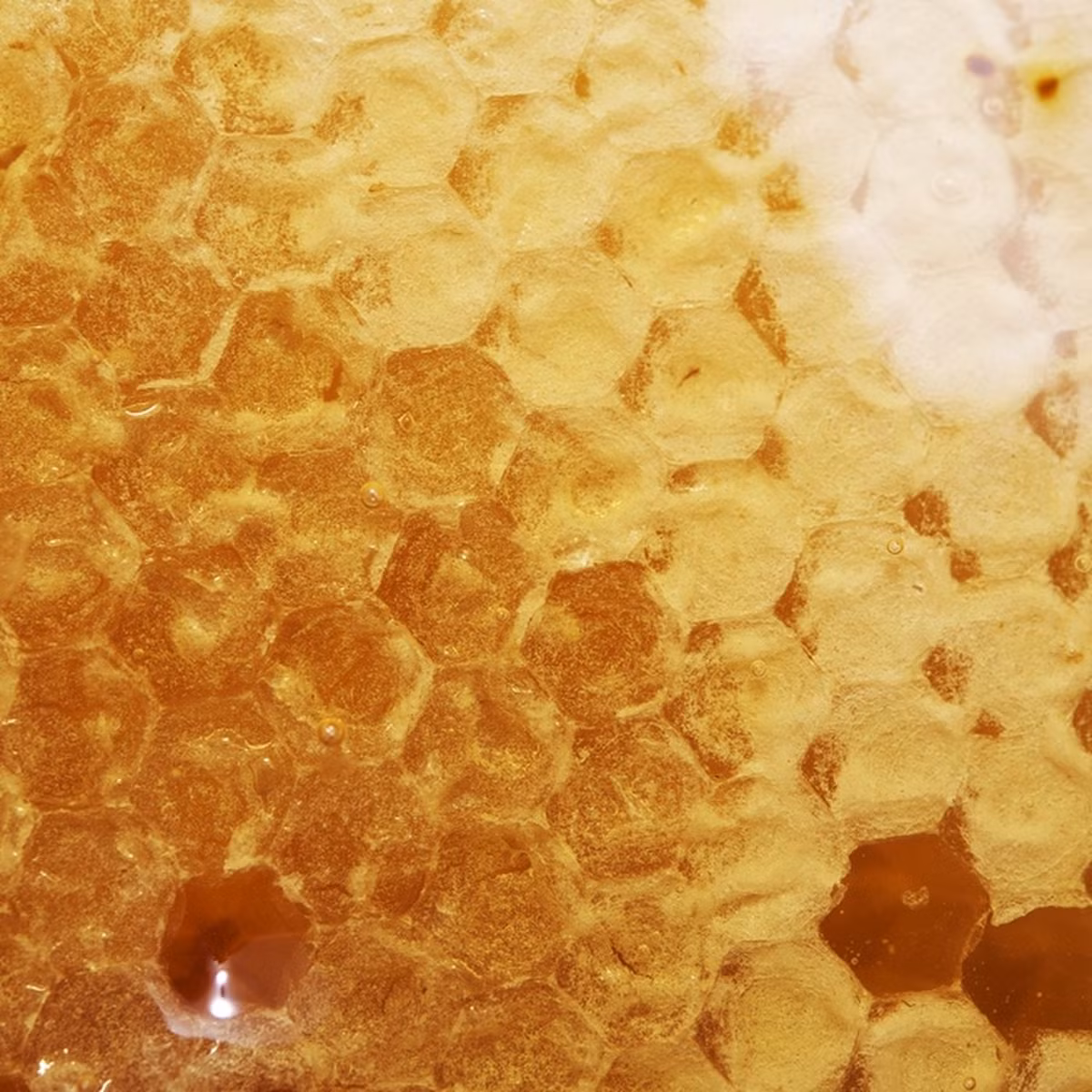 Nguyên nhân là bởi mật ong Manuka chưa đi qua bất cứ quy trình xử lý nào, nên vẫn còn chứa phấn hoa và keo ong.