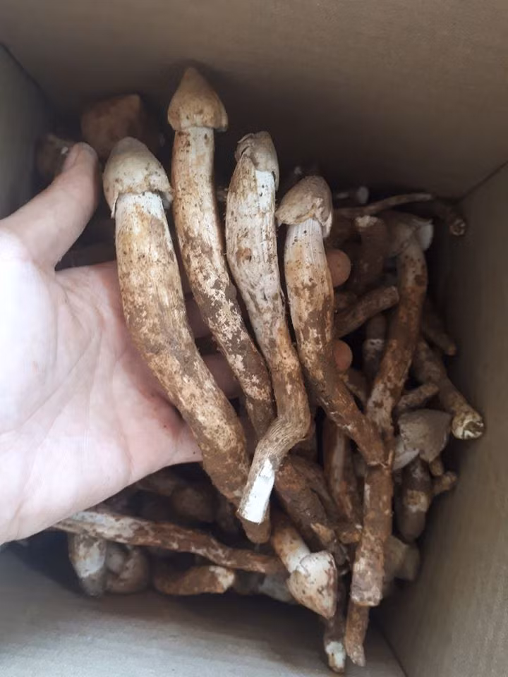 Nấm mối thường chỉ rộ vào khoảng 2-3 tháng trong năm, vào đầu mùa mưa, từ tháng 5 đến tháng 8 âm lịch.