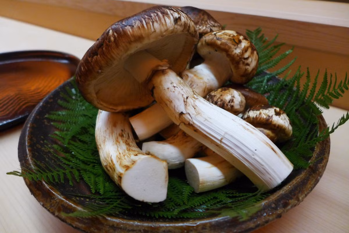 Nấm Matsutake được biết đến nhiều ở Nhật Bản và các quốc gia khác ở châu Á như Hàn Quốc, Trung Quốc, Bhutan… Tại đây, nấm Tùng nhung thường xem là loại nấm quý hiếm được dùng để làm quà biếu tặng.