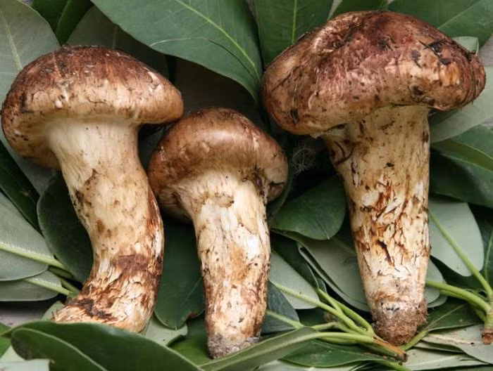 Nấm Tùng nhung được cho là vua của các loài nấm do chỉ khai thác được trong tự nhiên chứ chưa thể trồng nhân tạo.