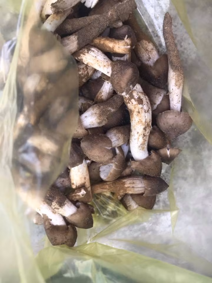 Nấm mối đầu mùa khan hiếm nên giá cao hơn mọi năm, dao động từ 700.000 - 900.000 đồng/kg nấm búp.