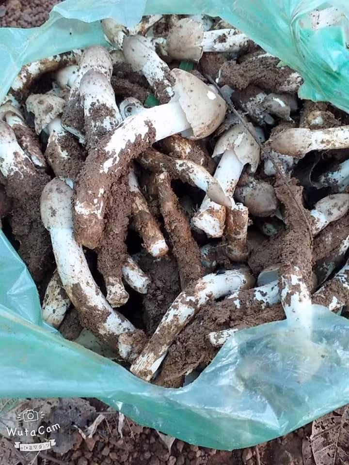 Do thu hoạch từ tự nhiên nên nguồn hàng nấm mối không ổn định. Nhiều khách mua phải đợi đến cả tuần mới nhận được hàng.