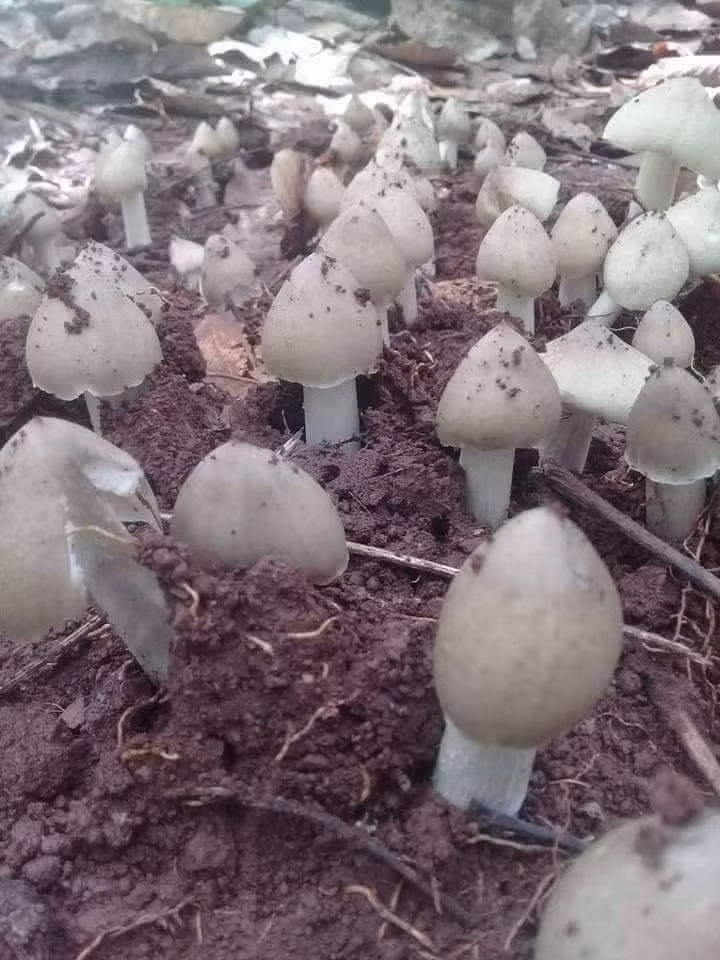 Có giá đắt đỏ như vậy bởi loại nấm này chỉ mọc vào mùa mưa, xuất hiện nhiều tại các tỉnh miền Đông Nam Bộ như Bình Dương, Bình Phước, Vũng Tàu… và Bến Tre.