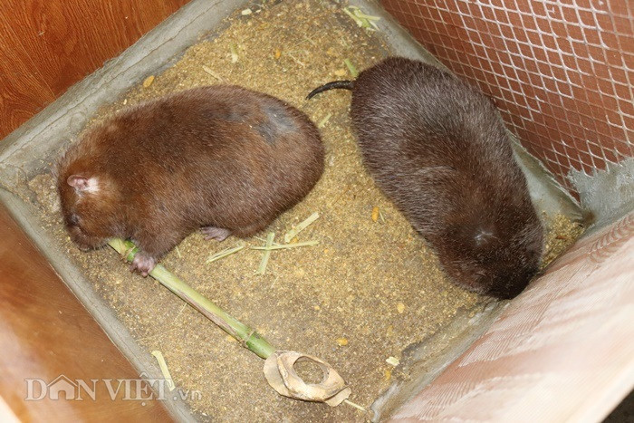 Mỗi ô vuông, ông Huân ghép một dúi đực với dúi cái thành một cặp.