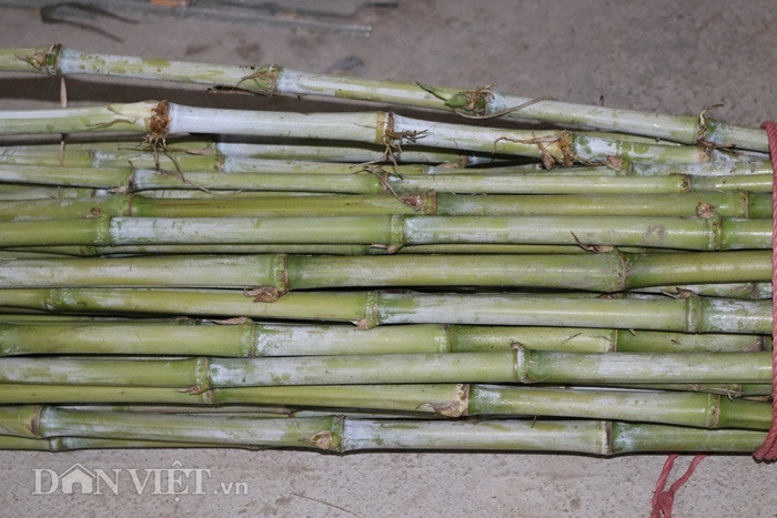 Thức ăn chính của dúi là cỏ voi (chiếm 80%), ngoài ra bổ sung thêm hạt ngô, vỏ măng, mía (đối với dúi đẻ). Để có đủ thức ăn cung cấp cho dúi, ông Huân dành 500m2 đất trồng cỏ voi.