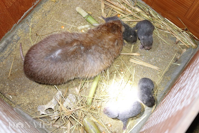 Theo kinh nghiệm nuôi dúi nhiều năm của ông Huẩn, trường hợp đặc biệt, có những con dúi mẹ đẻ được 4 con.