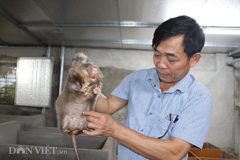 Từ năm 2019 đến nay, ông Huân xuất bán được khoảng 350 đôi dúi giống và 8 tạ dúi thịt ra thị trường, gồm: Các tỉnh Tây Bắc và một số tỉnh, thành phố khác như Đà Nẵng, Quảng Nam...Với giá dúi thịt từ 400.000 - 450.000 đồng/kg, giá dúi giống 1,5 triệu đồng/một đôi, ông Huân thu trên 800 triệu đồng/năm. Sau khi trừ chi phí thức ăn, điện, nhân công lao động, ông Huân bỏ túi 500 triệu đồng/năm.