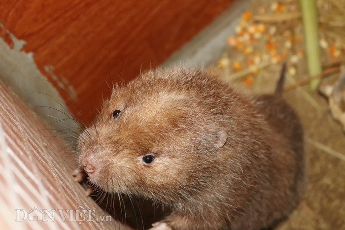 Ông Huân cho biết thêm: Một năm dúi mẹ đẻ 3 lứa. Mỗi lứa dúi mẹ đẻ trung bình 3 con.