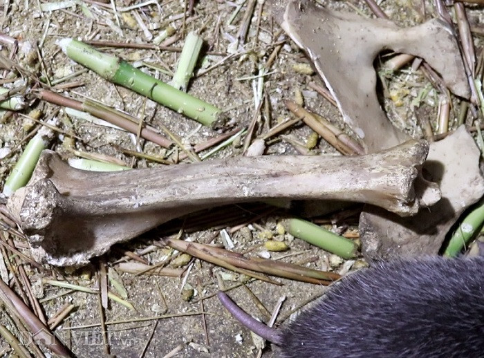 Để bổ sung khoáng chất và canxi cho dúi, ông Huân mua thêm xương (đã luộc chín, dóc hết thịt, để khô ráo) về cho dúi gặm.