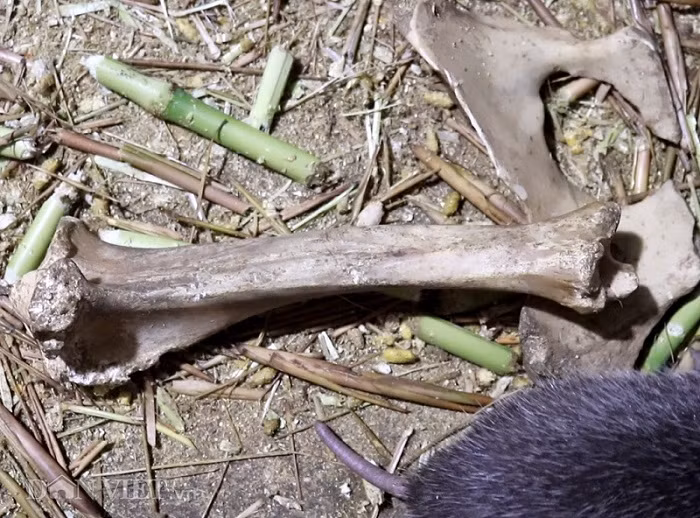 Để bổ sung khoáng chất và canxi cho dúi, ông Huân mua thêm xương (đã luộc chín, dóc hết thịt, để khô ráo) về cho dúi gặm.