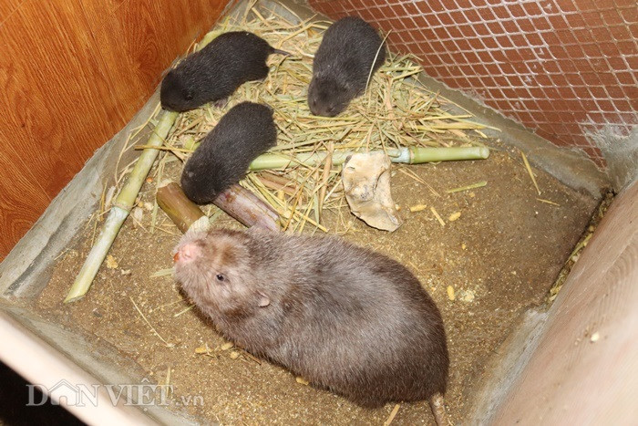 Theo ông Huân, trong 10 con dúi cái mua ở rừng về, khi đẻ ra dúi con chỉ có từ 1 - 2 con dúi con là làm giống tốt. Nên trong thời gian nuôi thuần dúi rừng phải nhẫn nại, kiên trì mới thành công được. Một khi đã thuần hóa được và có kinh nghiệm chăm sóc trong việc lựa chọn con giống, nuôi dúi lại rất nhàn và đem lại hiệu quả kinh tế cao.