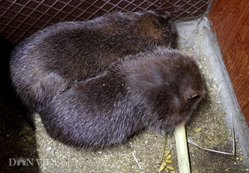 Ông Huân tiết lộ với phóng viên Báo điện tử DANVIET.VN: "Một ngày dúi chỉ ăn một lần. Thời điểm thích hợp nhất để cho dúi ăn là vào lúc chiều tối từ 17 -18h. Thức ăn của dúi dễ kiếm, rẻ tiền, có thể trữ được lâu..."