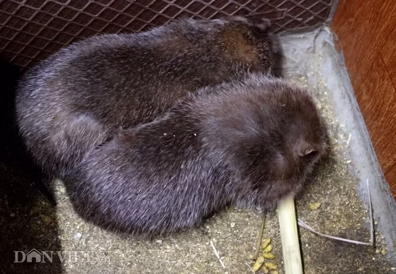 Ông Huân tiết lộ với phóng viên Báo điện tử DANVIET.VN: "Một ngày dúi chỉ ăn một lần. Thời điểm thích hợp nhất để cho dúi ăn là vào lúc chiều tối từ 17 -18h. Thức ăn của dúi dễ kiếm, rẻ tiền, có thể trữ được lâu..."