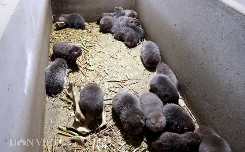 Đối với dúi giống, dúi thịt thương phẩm, ông Huân xây thành những ô to hơn để thuận lợi cho việc cung cấp thức ăn và dọn dẹp vệ sinh.