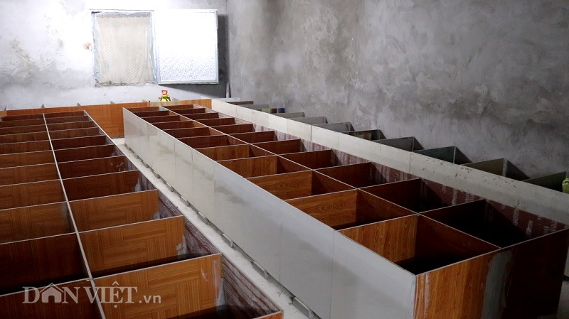 Để nuôi dúi sinh sản, ông Huân dùng gạch ốp lát 50x50cm ghép với nhau tạo thành từng ô vuông.