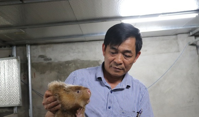 Nhiều người nói vui, ông Huân lắp điều hòa chỉ để làm mát và nuôi loài “chuột khổng lồ“ mà bỏ túi nửa tỷ đồng mỗi năm. Trao đổi với phóng viên DANVIET.VN, ông Nguyễn Văn Huân, bản Kim Tân (xã Huy Bắc, huyện Phù Yên, tỉnh Sơn La), cho biết: "Năm 2010, tôi mua 10 con dúi cái và 5 con dúi đực về nuôi. Sau khi nuôi được 1 năm, một số con lớn cũng bắt đầu đẻ con nhưng tôi không hiểu vì sao đẻ xong dúi mẹ cứ cắn chết dúi con và ăn hết sạch. Tôi làm đủ mọi cách, như: Xây hố, lắp ống để dúi sinh sản như ngoài tự nhiên nhưng đều tốn công vô ích. Tôi phải mất 5 năm mới thuần hóa được dúi rừng thành dúi nhà để nuôi hàng hóa. Hiện nay, cả khu nuôi dúi của gia đình có khoảng 1.000 con dúi rừng đã thuần".