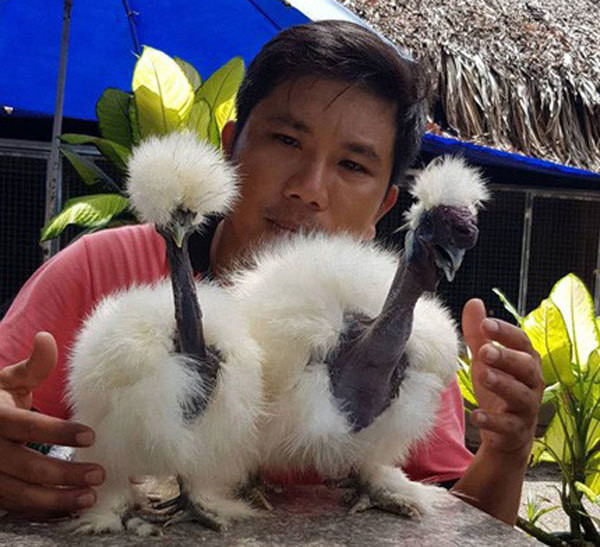 Loài gà có cổ trần trụi như rắn “hớp hồn” nhà giàu Việt Loai ga co co tran trui nhu ran “hop hon” nha giau Viet