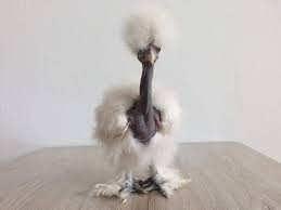 Trọng lượng cơ thể của giống gà này khi trưởng thành từ 2-3,9kg. Con trống thường lớn hơn con mái. Ảnh: Vuaga.