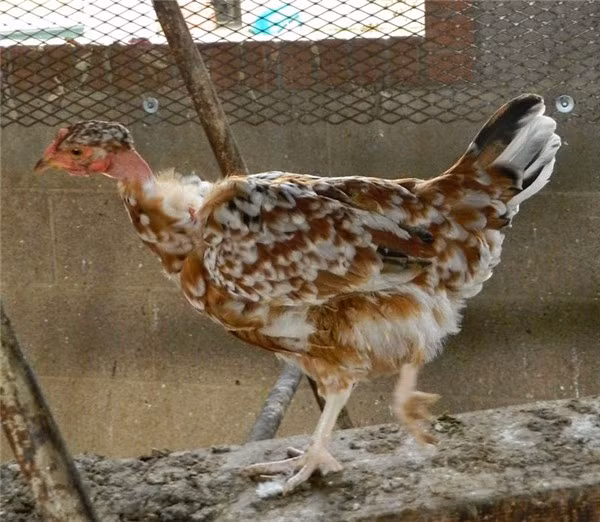 Đặc điểm của loài gà này là chiếc cổ khá dài và không có lông. Ảnh: Thethaovanhoa.