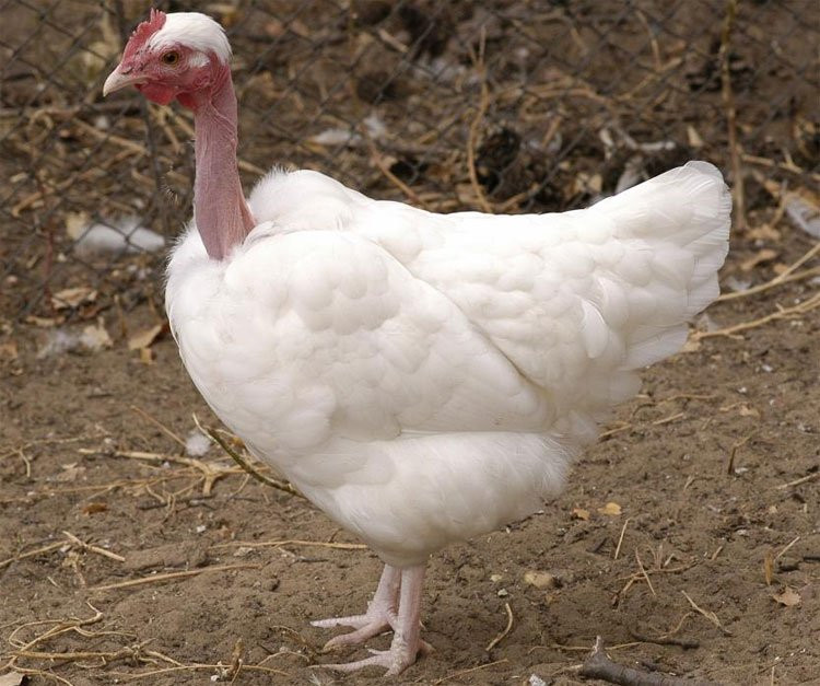 Trước đây người ta từng nhầm tưởng loài gà này là sản phẩm lai giữa gà thường và gà tây nhưng thực ra không phải vậy. Chiếc cổ dài và không lông, uốn éo như con rắn của gà cổ trụi là kết quả của một biến đổi gene ngẫu nhiên. Ảnh: Khoahoc.
