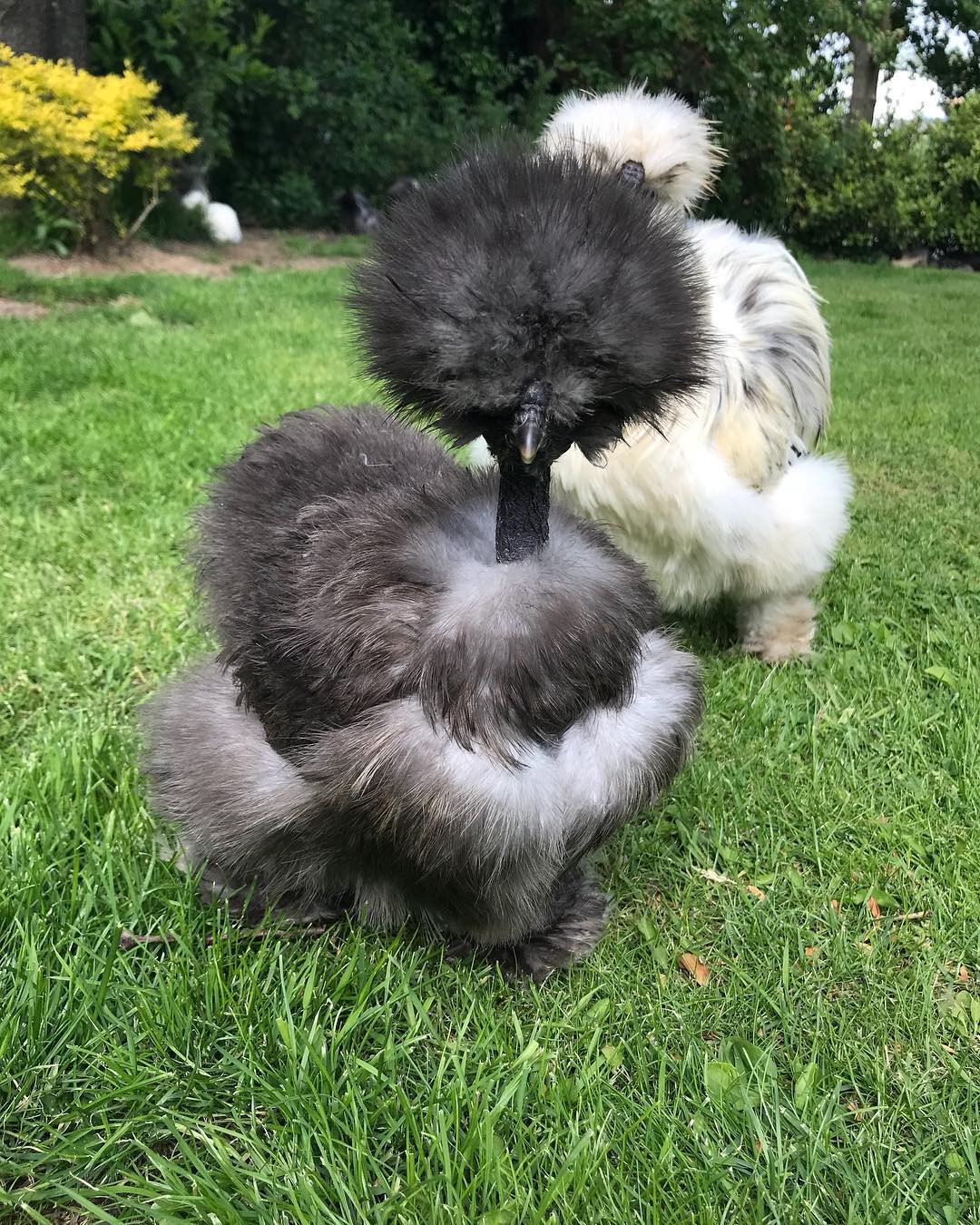 Trong khi đó, gà cổ rắn trưởng thành giá 18 triệu đồng/bộ 1 trống 2 mái. Ảnh: The Economist. Ảnh: Vuaga.