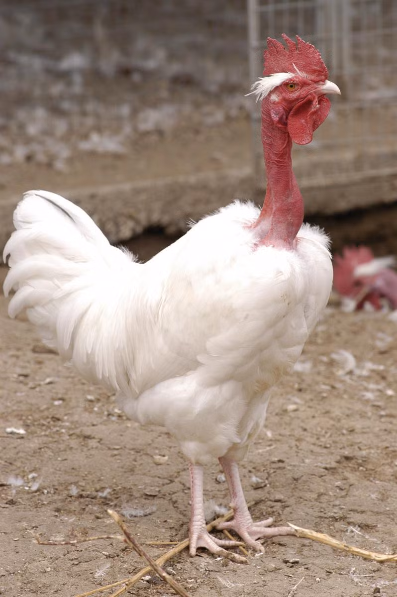Gà cổ trụi nổi tiếng khắp thế giới với khả năng chịu nhiệt tốt hơn, có trọng lượng cơ thể lớn hơn và đẻ nhiều trứng hơn so với các loài gà khác. Ảnh: Research.