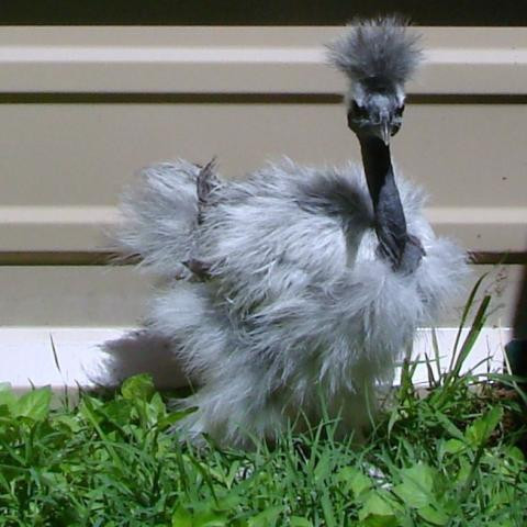 Thức ăn của chúng khá đa dạng như như lúa, gạo, cám, ngũ cốc, rau hay các loại côn trùng. Đôi khi thả rông chúng cũng tự kiếm ăn được. Ảnh: Vuaga.