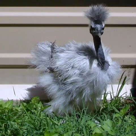 Thức ăn của chúng khá đa dạng như như lúa, gạo, cám, ngũ cốc, rau hay các loại côn trùng. Đôi khi thả rông chúng cũng tự kiếm ăn được. Ảnh: Vuaga.