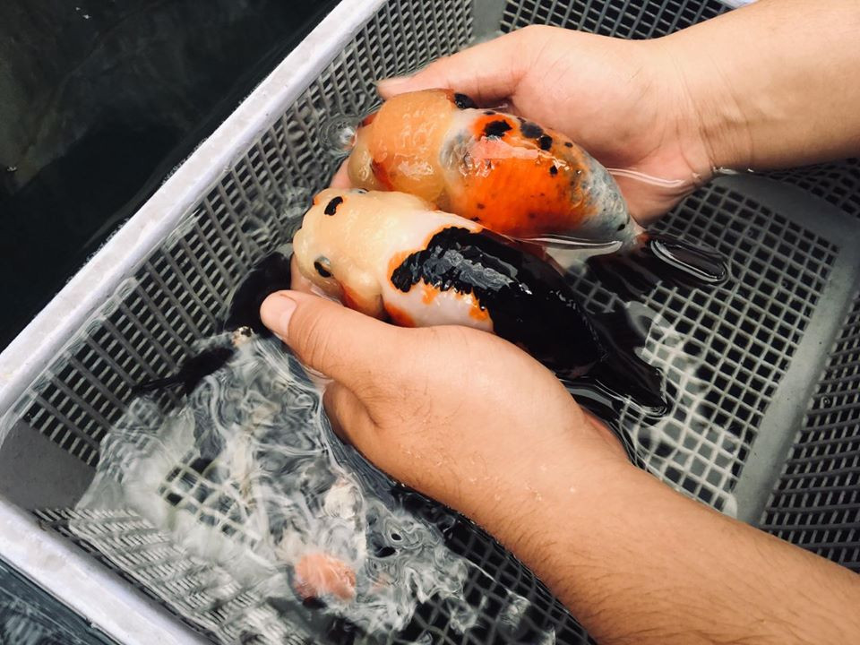 Hiện, phong trào nuôi cá vàng Ranchu đang thu hút đông đảo người chơi. Cộng đồng người chơi cá Ranchu còn thường xuyên chia sẻ cách chăm sóc cho nhau. Nguồn ảnh: Facebook. Video: Đại gia Việt lùng sục cá ‘khủng long 6 sừng’ Nguồn: VTC14