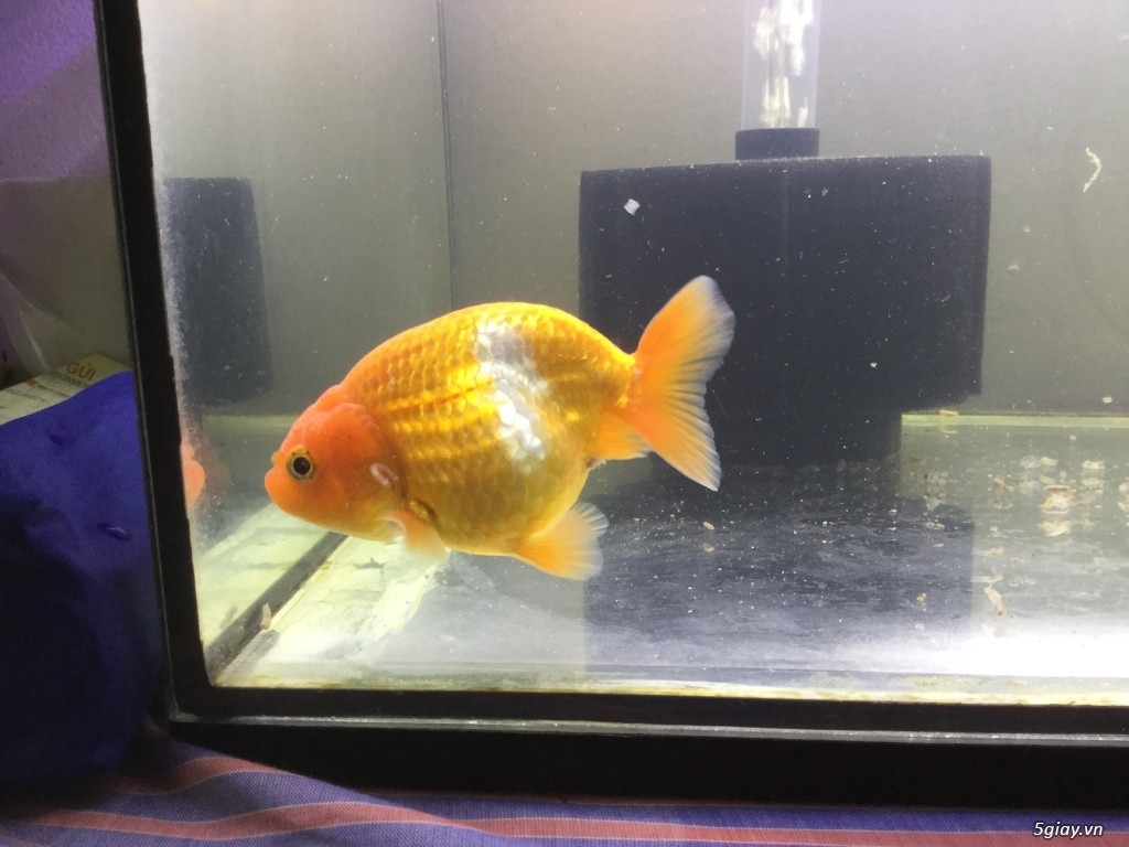 Cá vàng Ranchu đẻ rất nhiều (mỗi lần từ vài trăm đến cả nghìn con), nhưng khi lớn lên qua nhiều quá trình lọc chỉ còn lại rất ít con có dáng đẹp. Đây cũng là một phần nguyên nhân khiến cá Ranchu có giá cao.