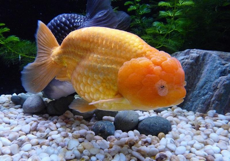 Thêm nữa, việc nuôi và chăm sóc cá Ranchu từ lúc nhỏ cho tới lúc to bằng 5-6 ngón tay tốn nhiều thời gian, thức ăn và công sức.