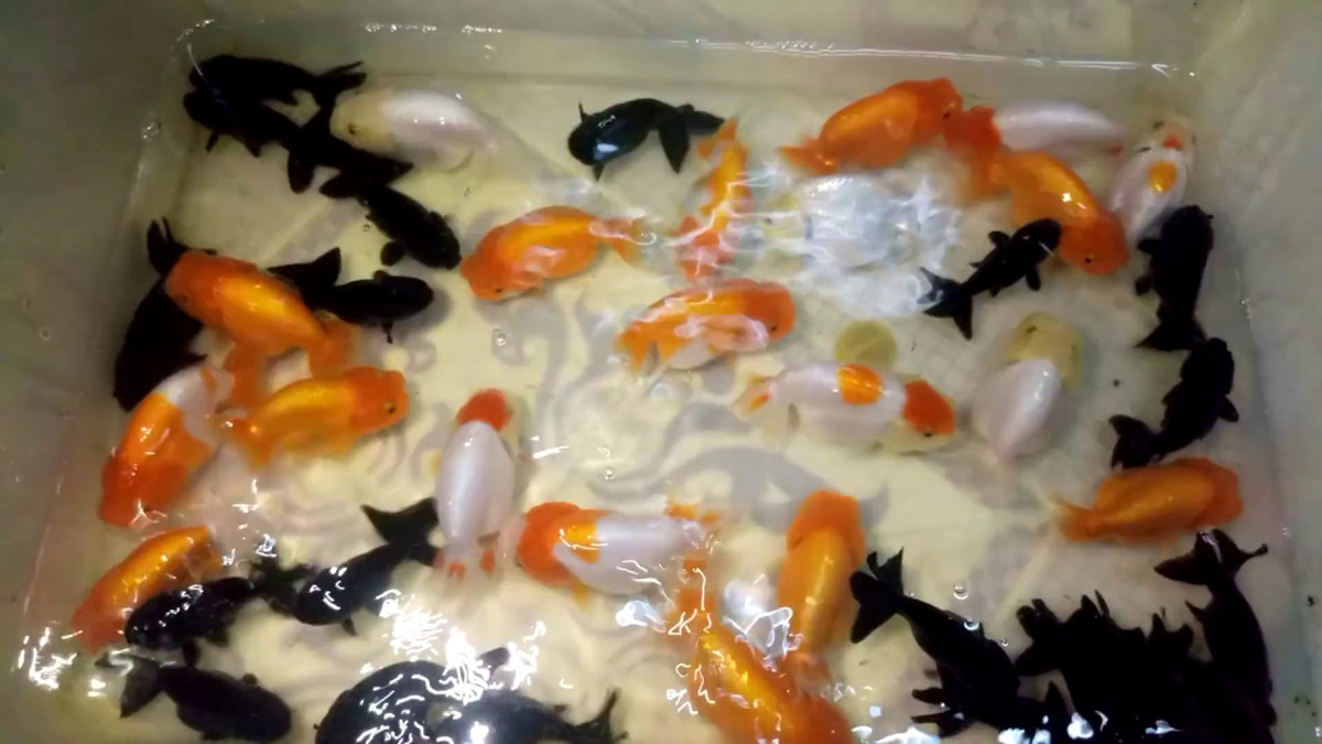 Cá vàng Ranchu có nhiều màu sắc khác nhau như đỏ trắng, trắng, cam trắng, đỏ đậm, vảy đỏ viền trắng, đốm đen vàng trắng.