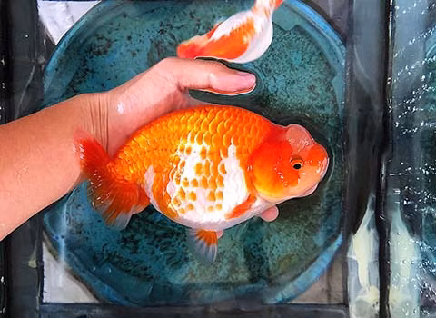 "Vua cá vàng" không có vây lưng, thân hình trứng, kích thước trung bình khi trưởng thành đạt từ 12 - 15cm. Một số cá thể có thể phát triển lên đến 20 - 30cm. Tuổi thọ của cá có thể lên đến 20 năm.