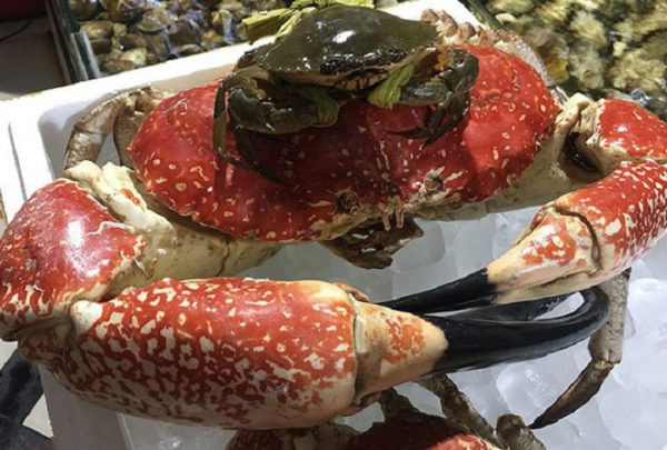 Cua khổng lồ Tasmania của Australia cũng từng gây ‘sốt’ trên thị trường Việt. Giới nhà giàu sẵn sàng bỏ hàng chục triệu đặt mua để thưởng thức món ăn độc đáo này. Ảnh: Haisanhoanglong.