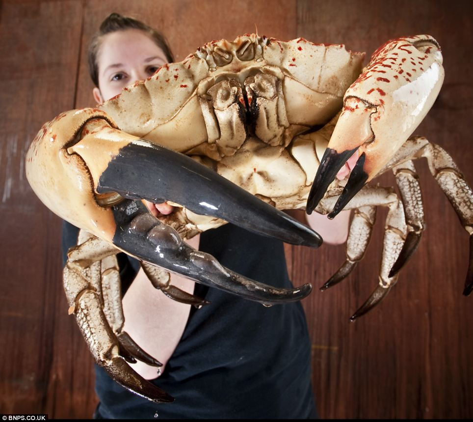 Cua Tasmania (Tasmanian Giant Crab) là một trong những loài cua lớn nhất thế giới, được phát hiện ở vùng biển miền Nam Australia. Chúng có thể nặng tới 13kg với chiều rộng vỏ tới 50cm. Ảnh: BNSP.