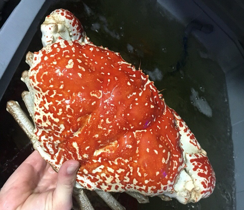 Tại một số nhà hàng hải sản ở Việt Nam, cua Tasmania khổng lồ có giá dao động từ vài triệu đến cả chục triệu đồng/kg. Tuy nhiên vào một dịp cao điểm như tết thì giá của chúng thường đội lên rất nhiều lần. Một con cua có trọng lượng từ 3-10kg sẽ có giá từ 20 triệu đến 70 triệu/con. Ảnh: Haisanhoanglong. Video: Đại gia Việt lùng sục cá ‘khủng long 6 sừng. Nguồn: VTC14