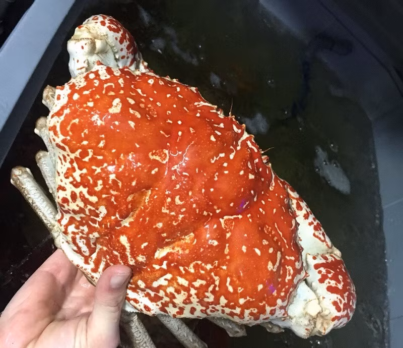 Tại một số nhà hàng hải sản ở Việt Nam, cua Tasmania khổng lồ có giá dao động từ vài triệu đến cả chục triệu đồng/kg. Tuy nhiên vào một dịp cao điểm như tết thì giá của chúng thường đội lên rất nhiều lần. Một con cua có trọng lượng từ 3-10kg sẽ có giá từ 20 triệu đến 70 triệu/con. Ảnh: Haisanhoanglong. Video: Đại gia Việt lùng sục cá ‘khủng long 6 sừng. Nguồn: VTC14