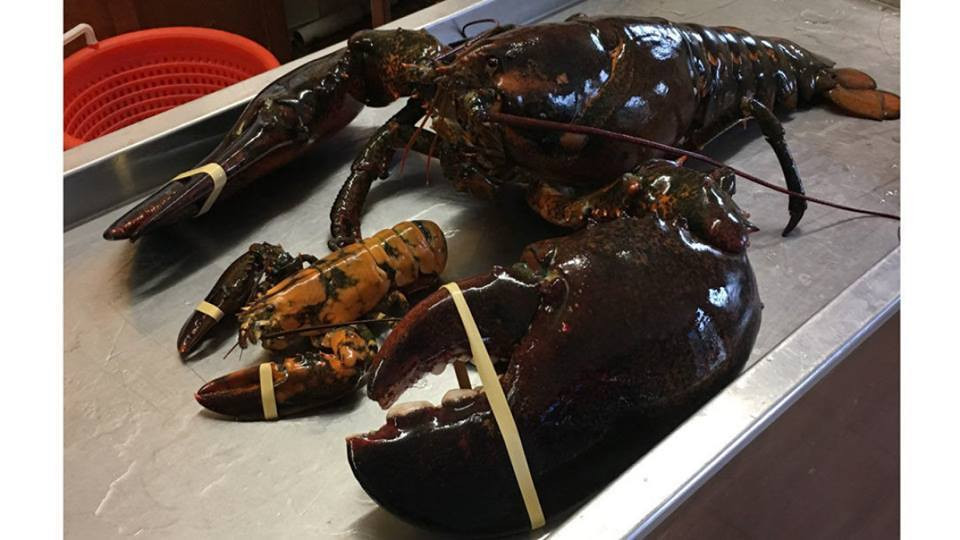 Tôm hùm Canada hay còn gọi tôm hùm Alaska cũng là hải sản được ưa chuộng tại Hà Nội vài năm gần đây. Tôm có trọng lượng khá lớn, trung bình từ 1 - 3kg/con, có con nặng tới 5kg, thậm chí, kỷ lục có con tôm nặng tới 7kg. Ảnh: Vietnamnet.