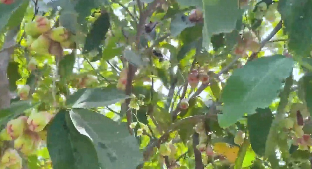 Cây roi (mận) sai trĩu quả.