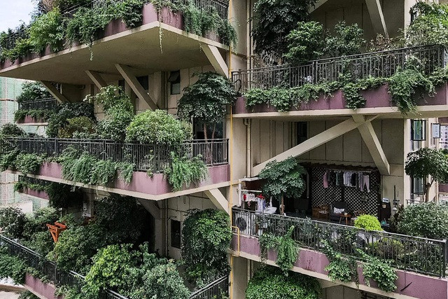 Lý do là dự án chung cư có quá nhiều cây cối kéo theo côn trùng, đặc biệt là muỗi.