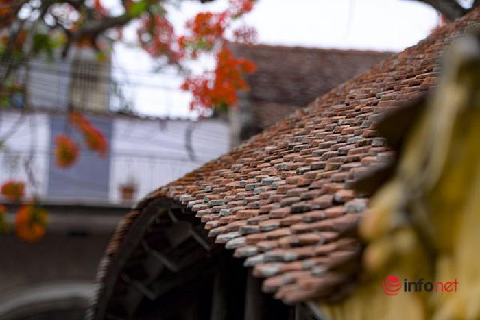 Tan muc cau Ngoi 500 nam tuoi dep nhat mien Bac-Hinh-6