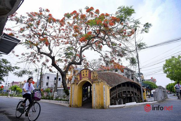 Tan muc cau Ngoi 500 nam tuoi dep nhat mien Bac-Hinh-9