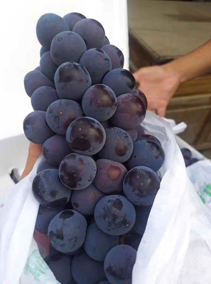 Những chùm nho đen này to, nặng cả kg quả dày, màu đen đẹp mắt, khi ăn có vị ngọt sắc và không hạt.