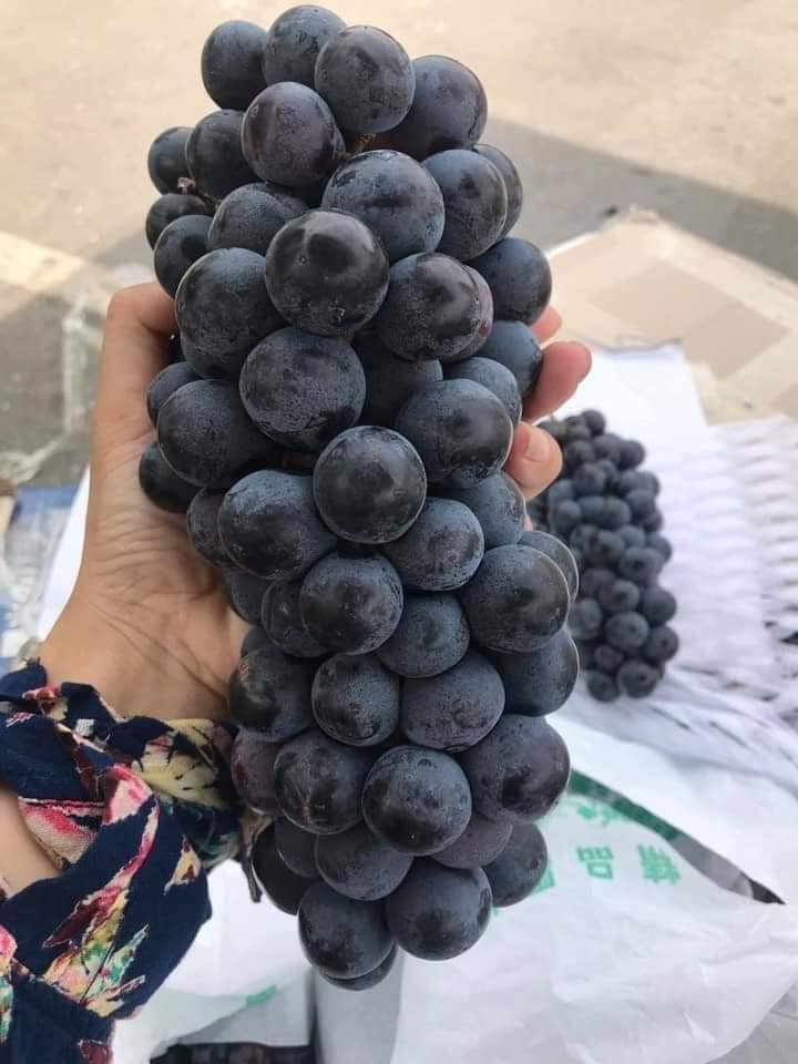 Trên Facebook, một người bán có nick name Lương Dương rao bán nho đen Ninh Thuận không hạt siêu ngon, cuống xanh quả cứng, ngọt với giá 55.000 đồng/kg.