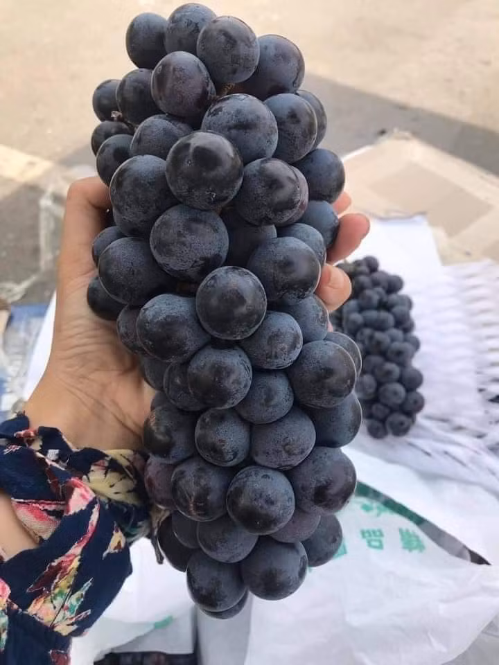 Trên Facebook, một người bán có nick name Lương Dương rao bán nho đen Ninh Thuận không hạt siêu ngon, cuống xanh quả cứng, ngọt với giá 55.000 đồng/kg.