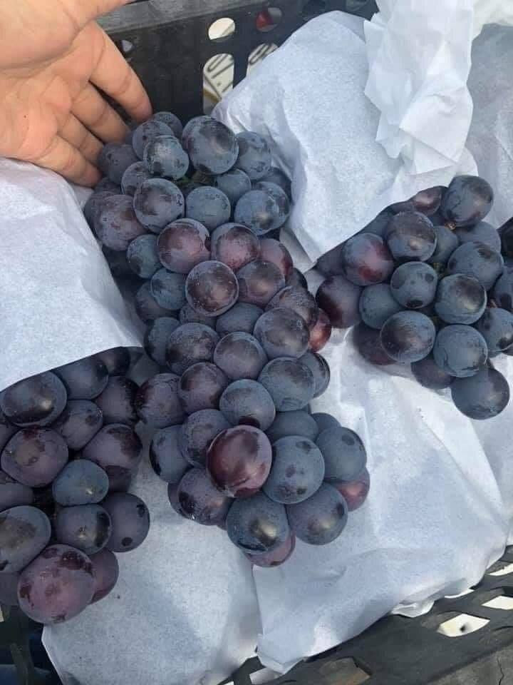 Cô Loan (một người bán hoa quả tại chợ ở Thanh Trì, Hà Nội) cho biết, loại nho đen này không phải của Việt Nam. Tuy nhiên, loại nho này được nhiều người hỏi mua hơn nho xanh và nho đỏ Ninh Thuận.