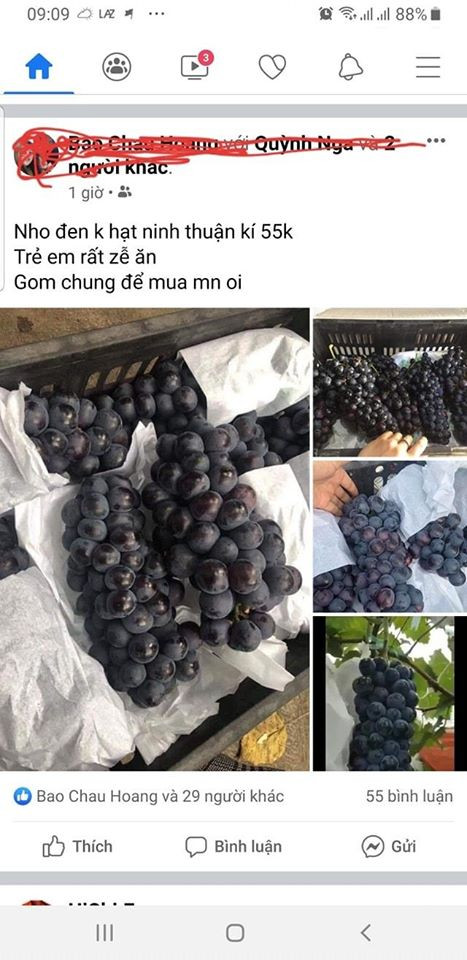 Người này cũng khẳng định, nho trồng trên đất Ninh Thuận 100% là có hạt.